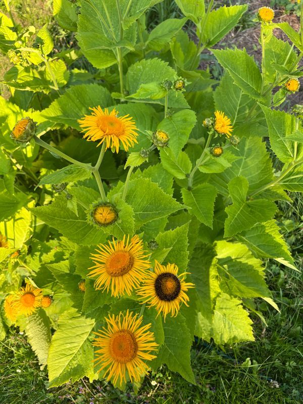 Vandringsstig genom urskog i Tivedens nationalpark