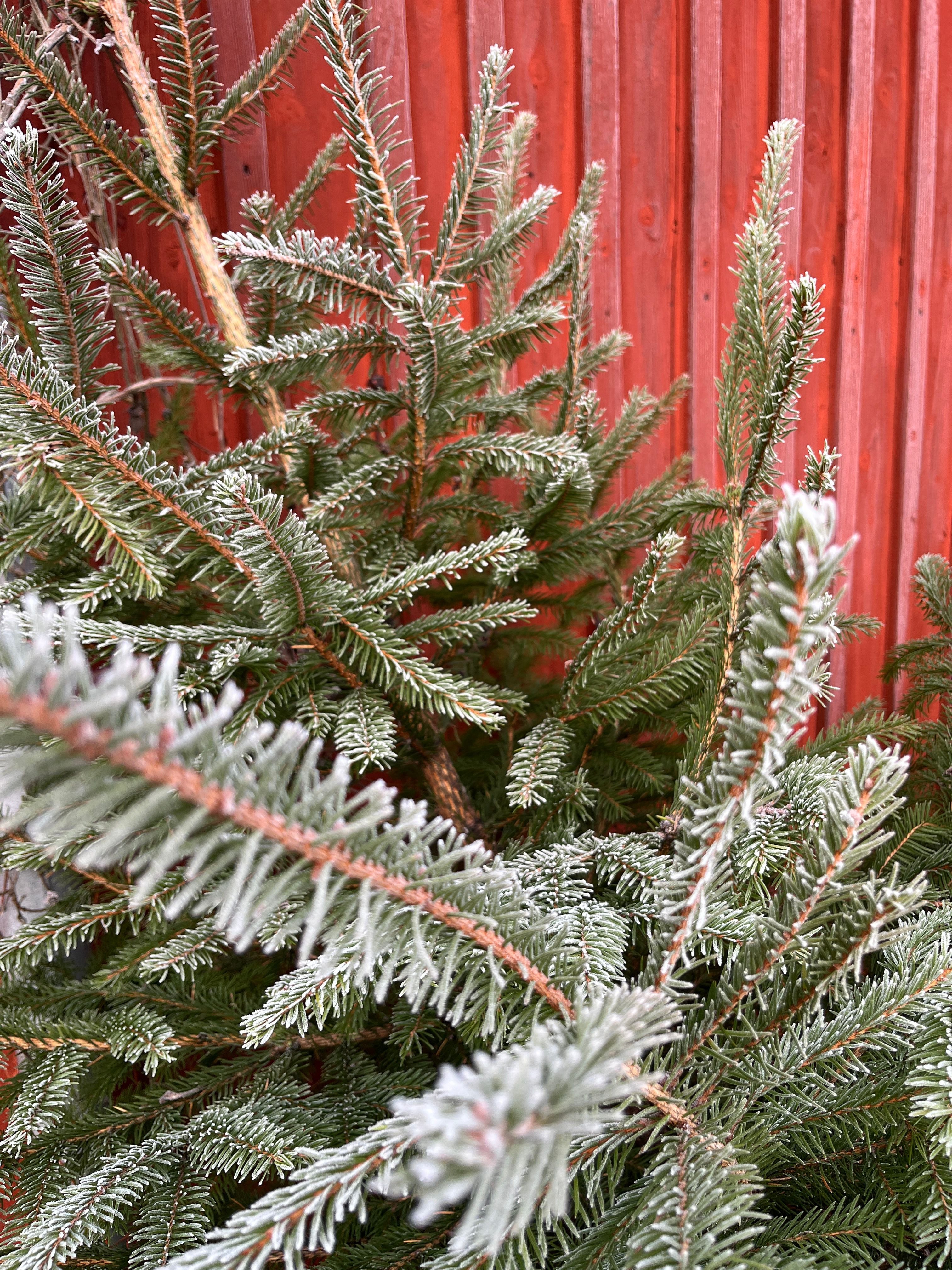 Frostig gran mot faluröd husvägg